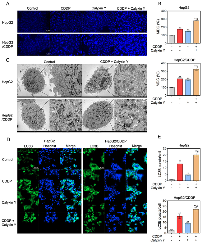 The combination of calyxin Y and CDDP induce the accumulation of autophagosomes in human HCC cells.