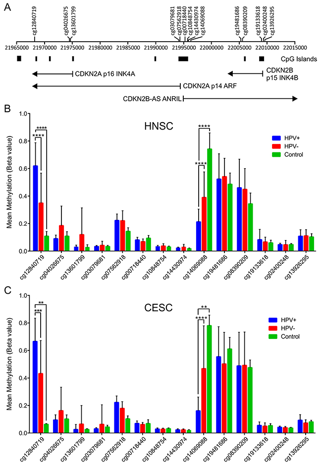 HPV perturbation of DNA methylation at the CDKN2A and CDKN2B loci in human head & neck and cervical carcinomas.