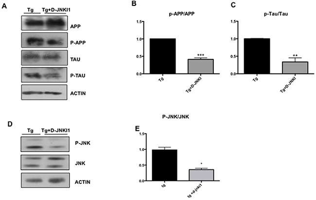 D-JNKI1 decreases P-APP/APP, P-Tau/Tau and P-JNK/JNK levels in the optic nerve of TgCRND8 mice.