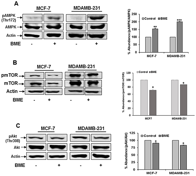 BME treatment modulates the AMPK/mTOR/Akt signaling pathway in breast cancer cells.