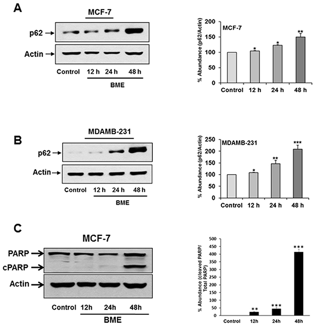 BME treatment accumulates p62 in breast cancer cells.