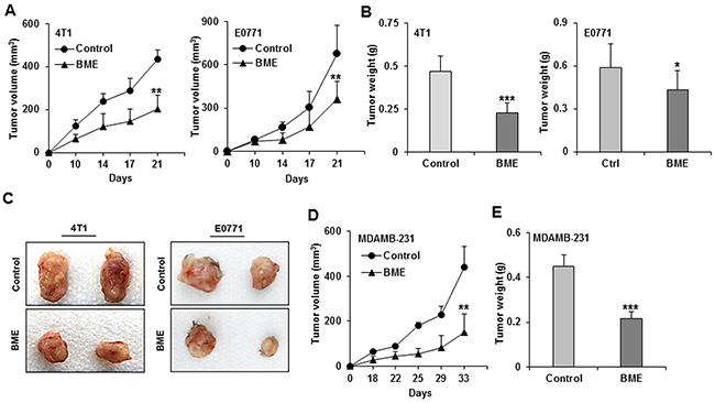 BME feeding inhibits tumor growth in preclinical models for breast cancer.