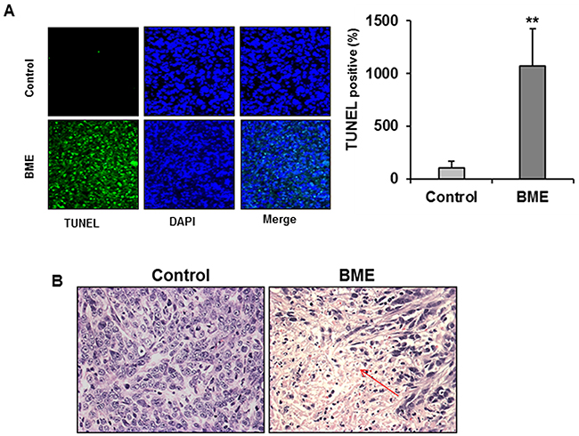 BME feeding induces apoptosis in breast cancer mouse model.