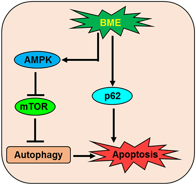 Schematic diagram showing the action of BME in the induction of autophagic cell death in breast cancer.