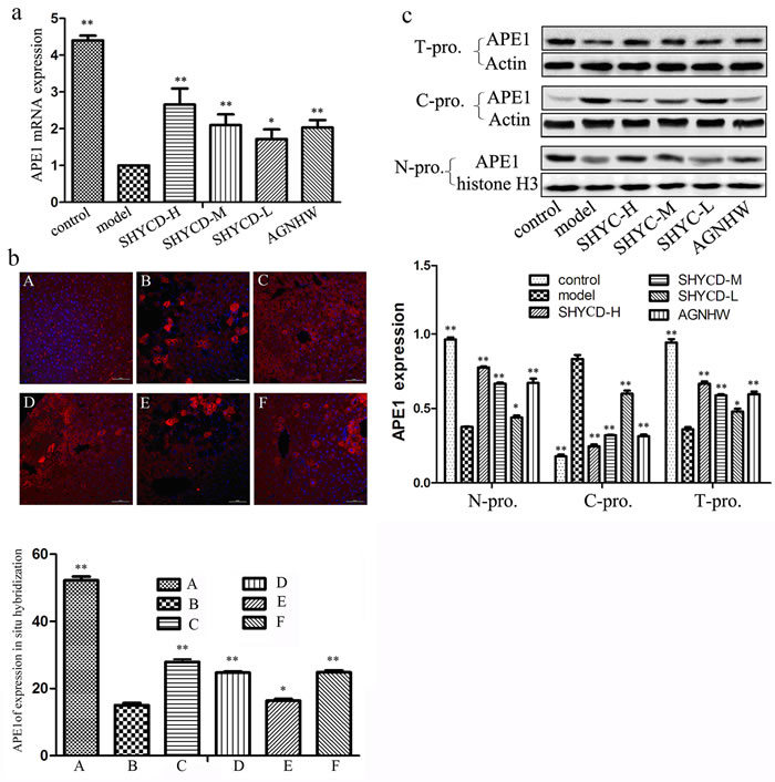 The effects of SHYCD on APE1 mRNA and protein levels.