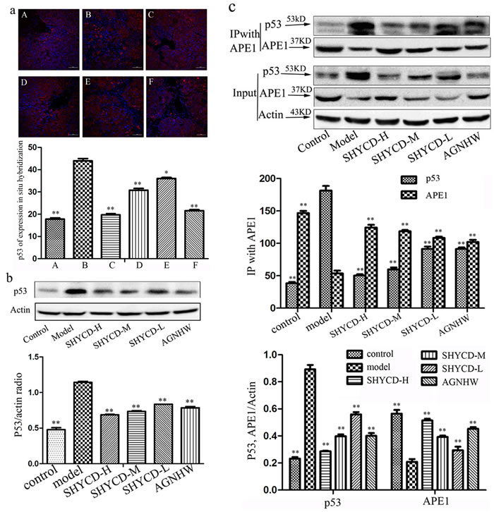 APE1 interaction with P53.