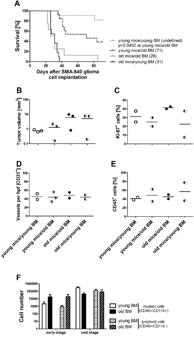 Bone marrow transplantation (BMT) modulates age-dependent survival in the SMA-540 glioma models.