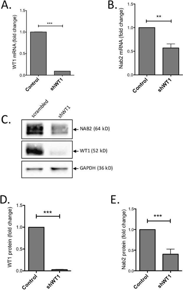Knock-down of WT1 induces reduction of NAB2 mRNA and protein.