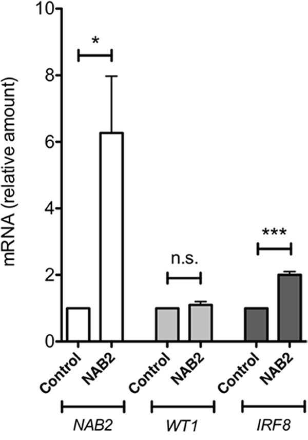 NAB2 overexpression in K562 cells enhances expression of endogenous IRF8.