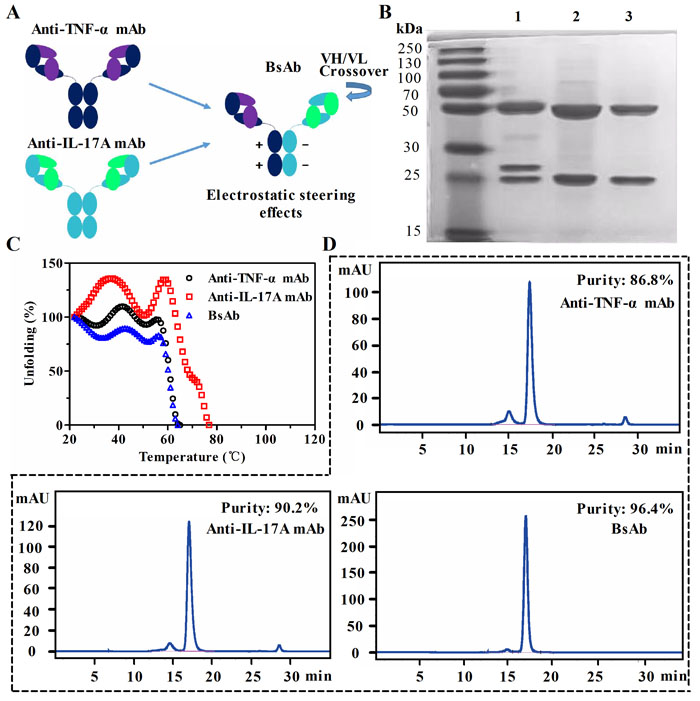 Generation and characterization of anti-TNF-&#x3b1;/IL-17A bispecific antibody (bsAb).