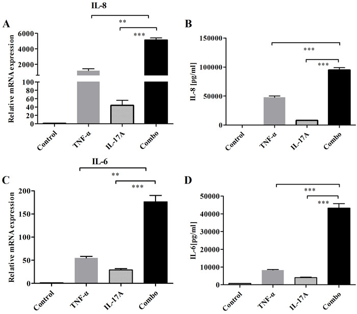 Addition and synergy of combined IL-17 and TNF-&#x3b1; to induce the production of IL-6 and IL-8 on FLS.