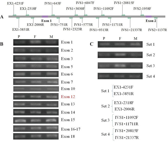 Results of semi-quantitative PCR and primers in positioning analysis of the novel large deletion.