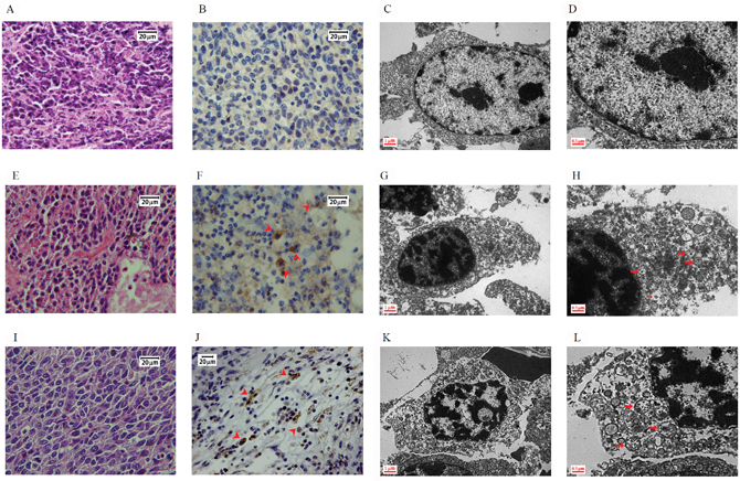 Morphology of BALB/c mice implanted with CT26 colorectal adenocarcinoma cells.