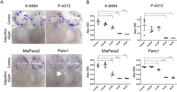 AdipoRon inhibits colony formation of pancreatic cancer cells.