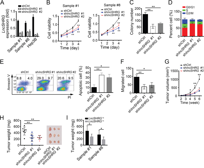 LncSHRG is required for liver cancer cell proliferation and migration.