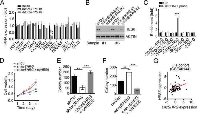 LncSHRG positively regulates liver cancer cell through HES6.