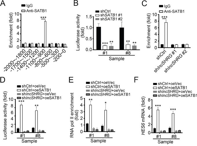 LncSHRG is essential for SATB1 binding to HES6 promoter.