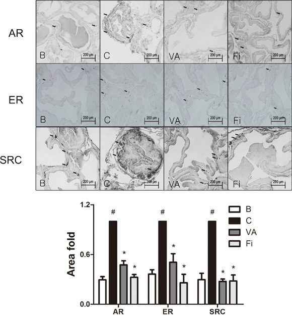 Immunohistochemical analysis of AR, ER&#x03B1; and SRC1 in the prostate tissues of TP-induced BPH rats.