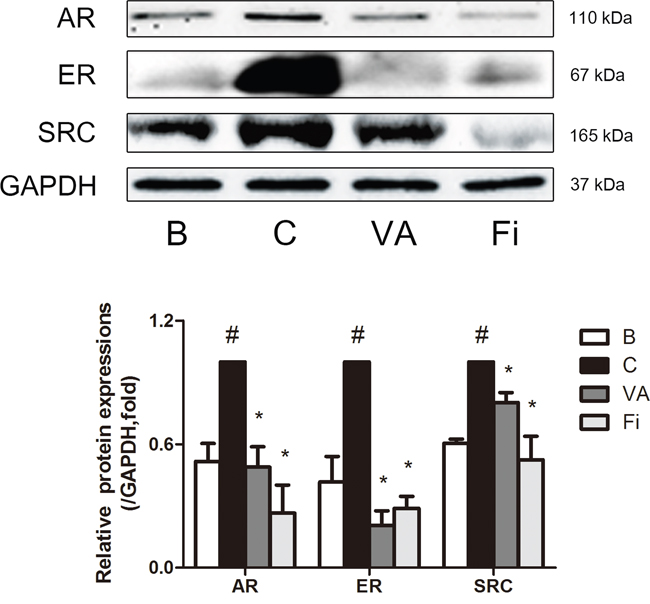 Effect of VA on the protein expressions of AR, ER&#x03B1; and SRC1 in the prostate tissues of TP-induced BPH rats.
