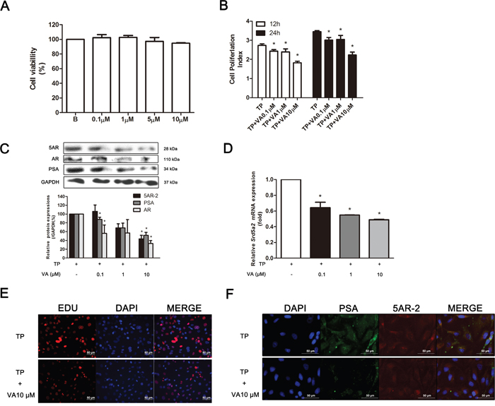 Effect of VA on TP-induced proliferated RWPE-1 cells.