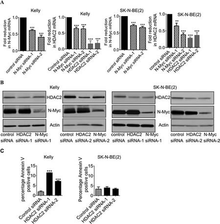 Up-regulation of HDAC2 expression promotes survival of p53 wild type neuroblastoma cells.