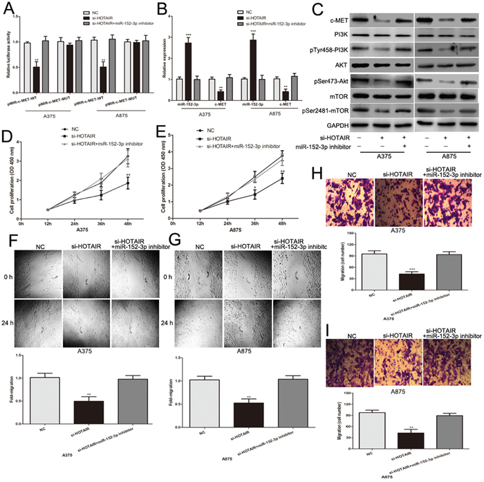 HOTAIR promotes melanoma cell growth and metastasis by acting as a ceRNA.