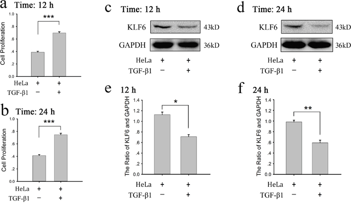 Recombinant TGF-&#x03B2;1 increased proliferation and decreased KLF6 expression of HeLa cells.