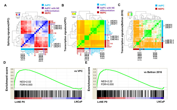 Comparison of RNA splicing and transcriptome of LnNE P0 cells with NEPC.