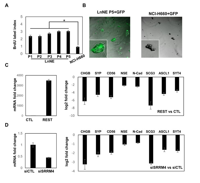 LnNE cell proliferation and transfection efficacy.