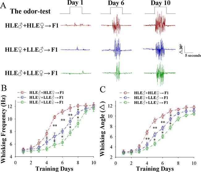 Paired whisker and odor stimulations lead to odorant-induced whisker motion more dominantly in the F1 mice cross-mated from the mice with high learning efficiency (HLE).