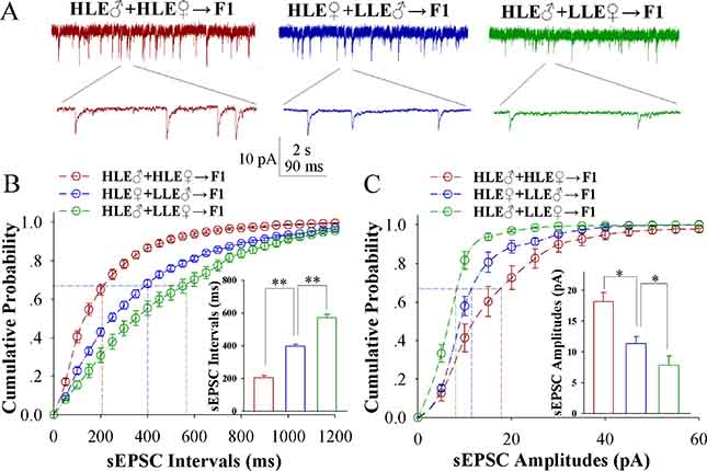 Excitatory synaptic transmission on barrel cortical glutamatergic neurons increases after pairing WS and OS, especially in the F1 mice with the high efficiency of odorant-induced whisker motion from the HLE parents.