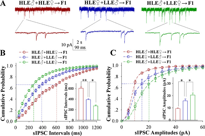 Inhibitory synaptic transmission on barrel cortical glutamatergic neurons decreases after pairing WS and OS, especially in the F1 mice with the high efficiency of odorant-induced whisker motion from the HLE parents.