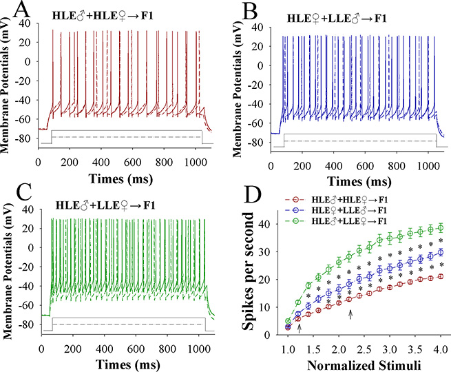 The capability to encode spikes on barrel cortical GABAergic neurons decreases after pairing WS and OS, especially in F1 mice with the high efficiency of odorant-induced whisker motion from the HLE parents.