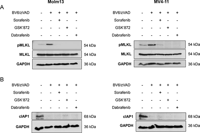 Sorafenib inhibits BV6-induced phosphorylation of MLKL in AML cells.