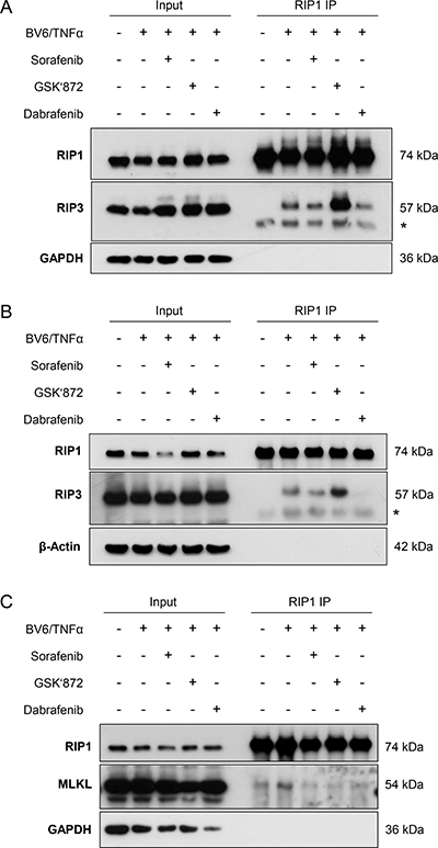 Sorafenib inhibits BV6/TNF&#x03B1;-induced assembly of the necrosome in acute leukemia cells.