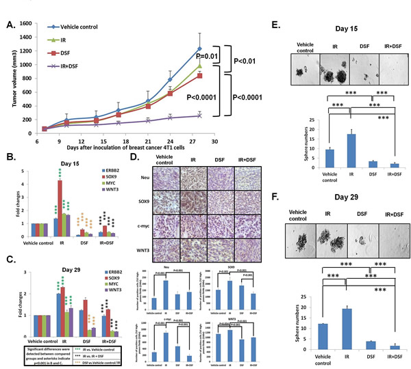 IR + DSF is more potent than either DSF or IR alone in targeting 4T1 tumors in mice.