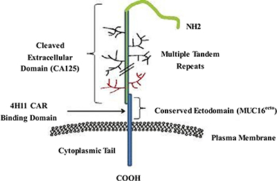 Schematic of MUC16 structure.