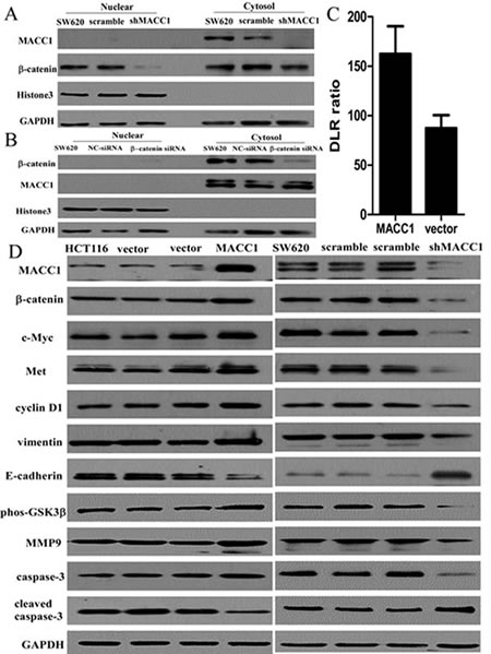 Nuclear &#x3b2;-catenin expression was suppressed in SW620 cells with shMACC1 compared with the control groups by western blot analysis (A); &#x3b2;-catenin knockdown had no remarkable effect on MACC1 protein expression in SW620 cells transfected with &#x3b2;-catenin-siRNA compared with the control group by western blot analysis (B).