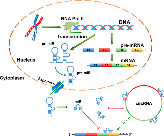 CircRNAs acting as miR sponges can indirectly regulate target genes of miR.