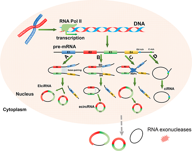 The four potential mechanisms of circRNAs biogenesis.