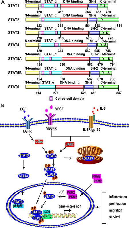 The STAT family members and the STAT3 signaling pathway.