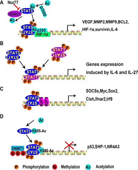 Mechanisms of transcriptional activation or inhibition of target genes by STAT3.