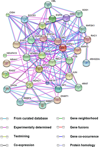 Interactions between STAT3 and other proteins.