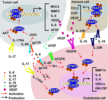 STAT3 in inflammation-induced angiogenesis.