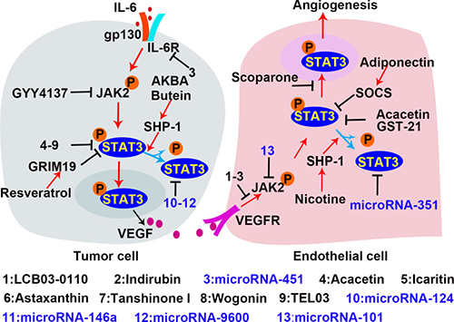 Inhibitors of the STAT3 signaling in tumor angiogenesis.