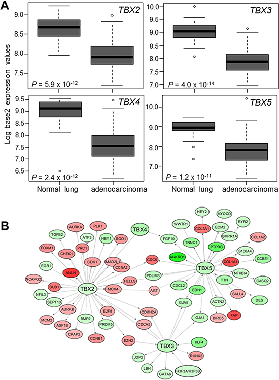 Suppressed expression of the TBX2 subfamily in human NSCLC.