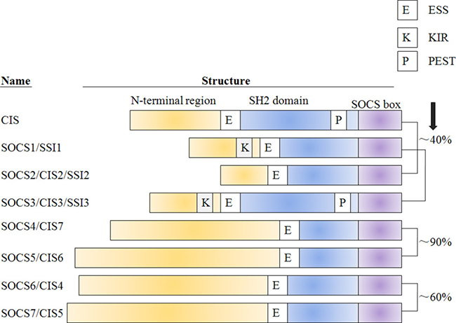 The classification and domain structure of the SOCS protein family.