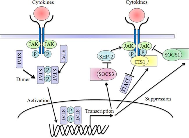 Negative-feedback loop regulation of cytokines signaling by SOCS proteins.