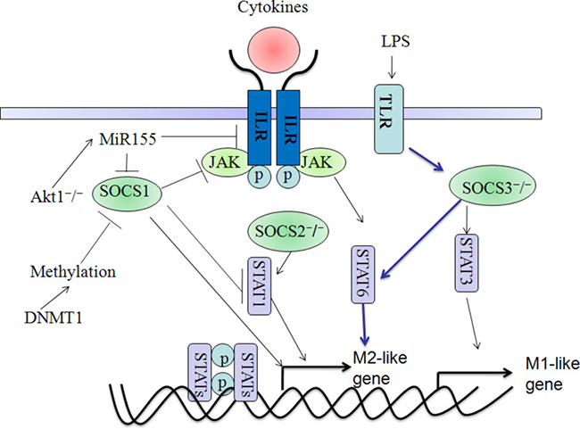 Functions and molecular mechanisms of SOCS1, SOCS2 and SOCS3 are implicated in directing macrophage polarization.