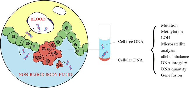 There are 2 types of tumor DNA in non-blood body fluid: cellular tumor DNA from local tumor cells that shed into the body fluid and cell-free tumor DNA from plasma cell-free DNA or from local tumor cells due to necrosis or apoptosis.